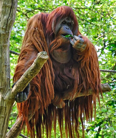 Trailing Normal Orangutans