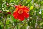 Pomegranate Flower Flowering Trees · Free photo on Pixabay