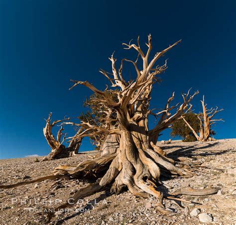 Ancient Bristlecone Pine Trees In Patriarch Grove Pinus Longaeva