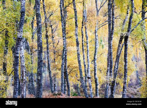 Birch Trees In Autumn Stock Photo Alamy