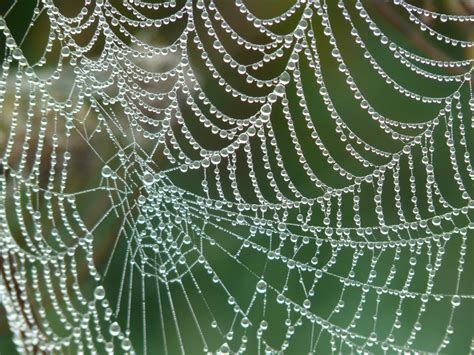 Free Images Dew Fauna Material Drip Invertebrate Spider Web