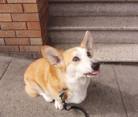 Dog Of The Day Tidus The Pembroke Welsh Corgi Again The Dogs Of San