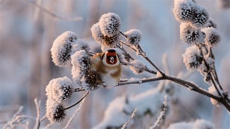 Download Wallpaper 1600x900 Winter Snow Twigs Bird Hd Background