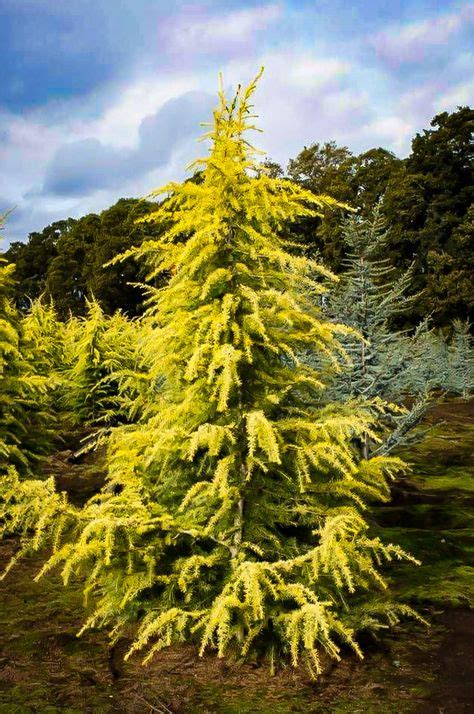 Golden Deodar Cedar In 2020 Specimen Trees Evergreen Trees Summer