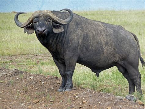 African Buffalo Wallpapers Animal Hq African Buffalo Pictures 4k