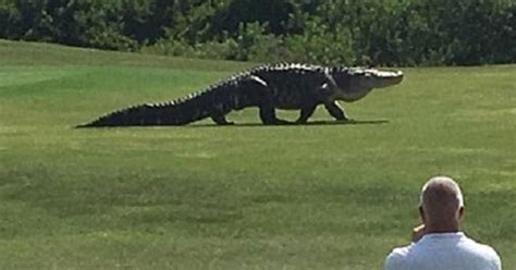 Net Jurassic Park Enorme Alligator Komt Golfspelers Groeten In