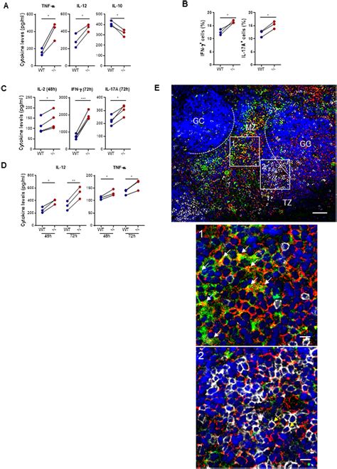 Protective Role Of Collectin 11 In A Mouse Model Of Rheumatoid