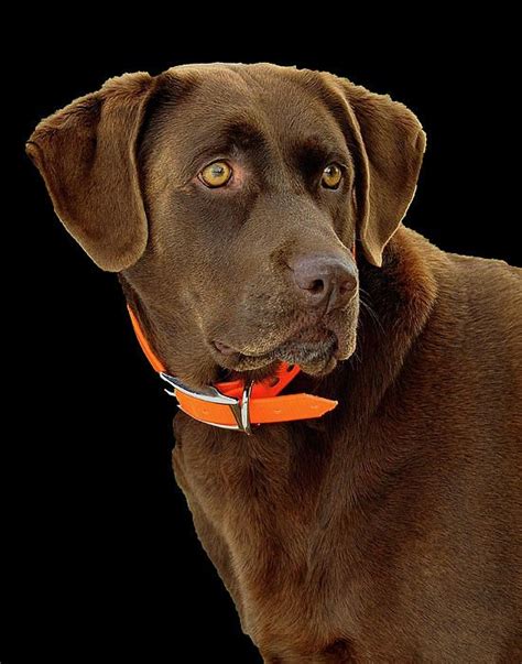 48 Best Chocolate Labrador Retriever Dog Art Portraits