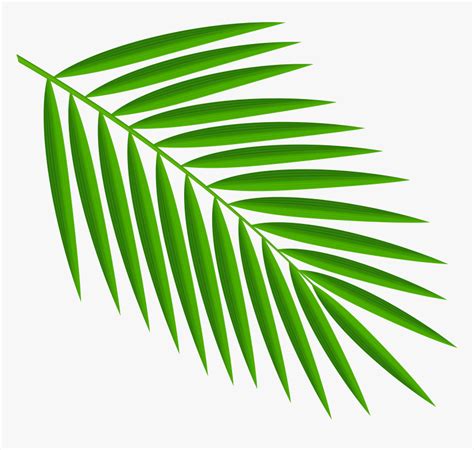 Palm Leaf Png Cartoon