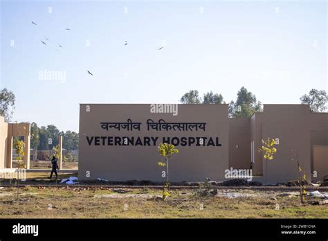 Dehradun,Uttarakhand India-August 17 2023-Uttarakhand's veterinary