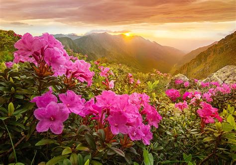 Morning In Mountains Sun View Wildflowers Bonito Sunrise Morning