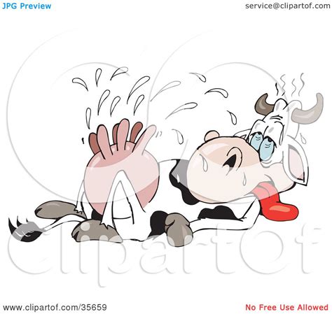Clipart Illustration Of An Exhausted Dairy Cow Pumped With Hormones Laying On Its Back And