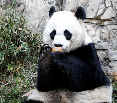 Its A Panda Cub Is Born At National Zoo Public Radio East