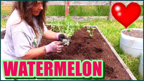How To Plant Watermelon In Raised Beds And Containers Youtube