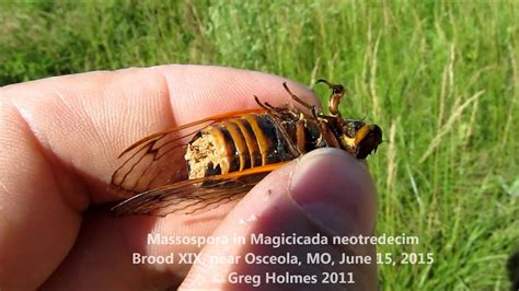 Massospora Fungus In Magicicada Neotredecim Cicada Youtube