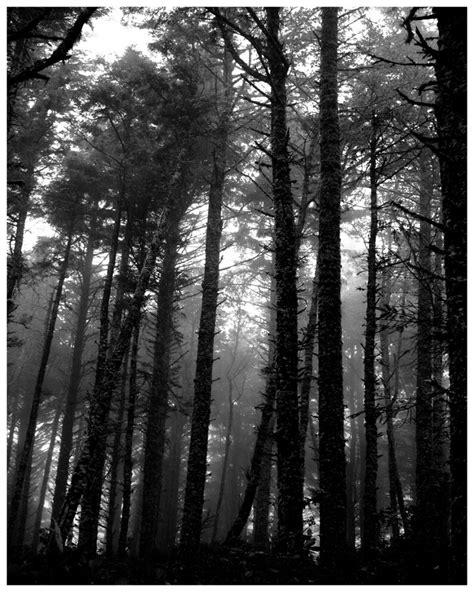 Black And White Misty Forest Wall Art Nature Landscape Etsy