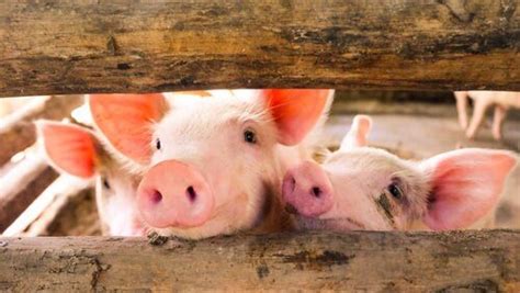 The History Of Pig Domestication My Animals
