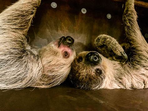 A Guide To Sloths Everything You Need To Know Paradise Wildlife Park