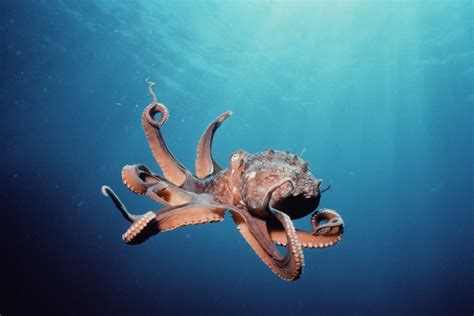 30 Octopus Hd Wallpapers Background Images Wallpaper Abyss