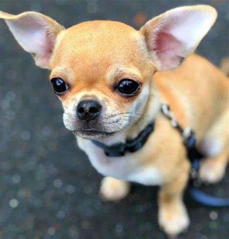 Pug Chihuahua Mix Facts Alpha Paw