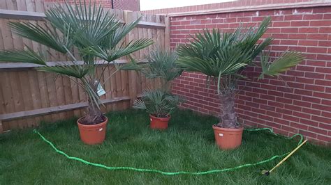 Planting Cluster Of Palm Trees Together — Bbc Gardeners World Magazine