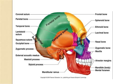 Anatomy Of Temporal Bone By Drvijay Kumar Amu