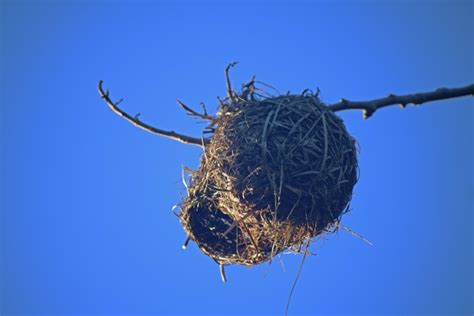 Weavers Nest With Opening Visible Free Stock Photo Public Domain
