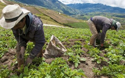 La Agricultura En Colombia Es Líder En Generación De Empleo • Periódico