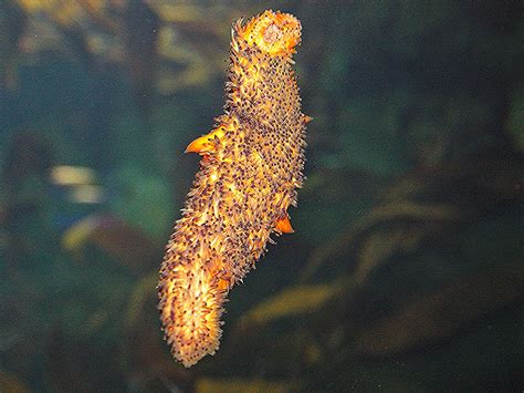 Warty Sea Cucumber Taxonomy Kingdom Animalia Phylum Echi Flickr