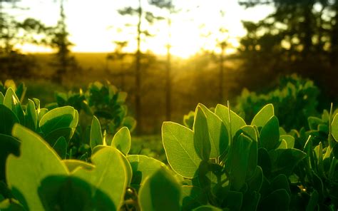 Green Nature Leaves Plants Sunlight Wallpapers Hd Desktop And