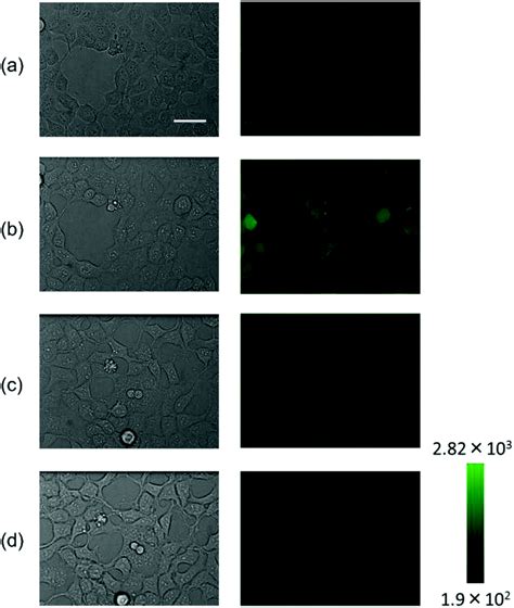 A Yellowish Green Light Controllable Nitric Oxide Donor Based On N