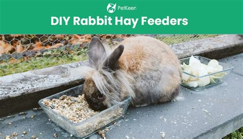 7 Simple Diy Rabbit Hay Feeders You Can Build Today With