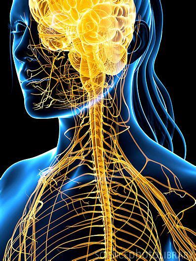Nervous System Artwork Stock Image F0047558 Enlarged Science