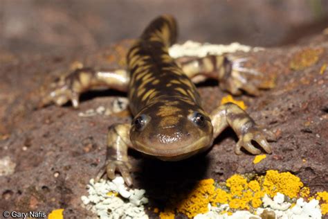 Arizona Tiger Salamander Ambystoma Mavortium Nebulosum
