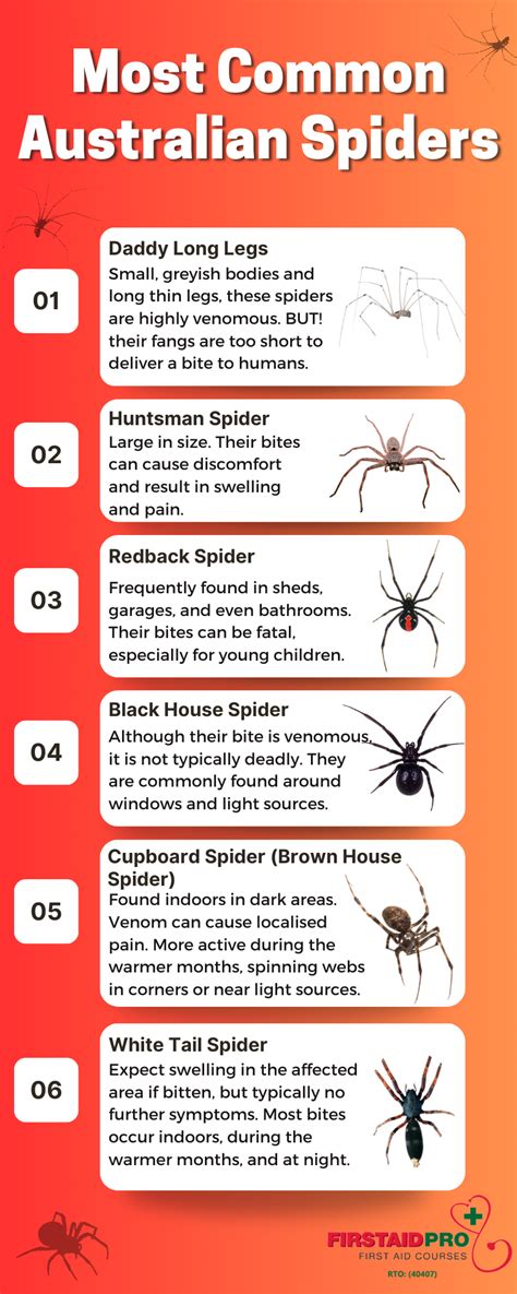Common Australian Spiders How Dangerous Are They