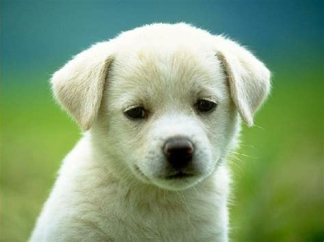 picture   puppy seldocom blog