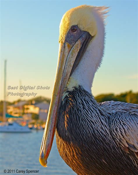 Pelican In Marina At Sunset