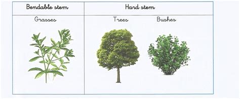 ¡ya Estamos En Primaria Types Of Stems Tipos De Tallos Ficha 13