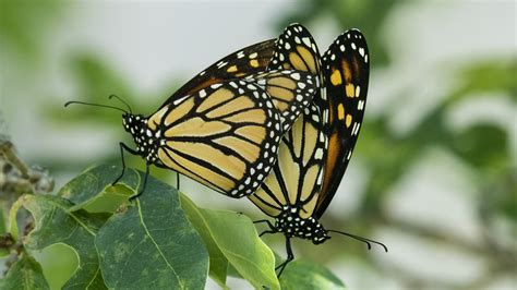 Monarch Butterfly Life Cycle In Pictures Welcome Wildlife