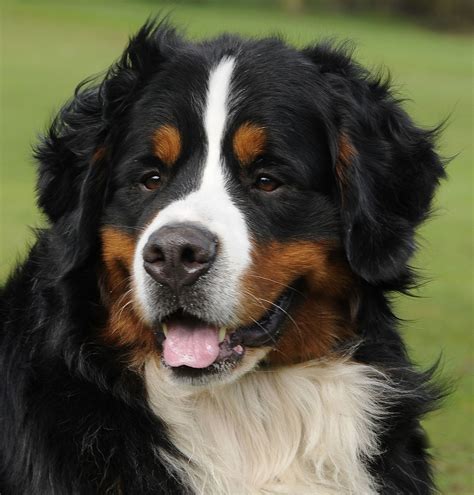 Bernese Mountain Dog Best Breed Ever