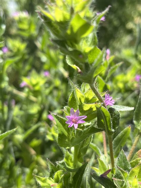 Epilobium Densiflorum The Watershed Nursery Cooperative