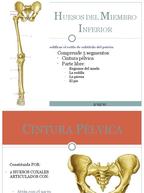 Huesos Del Miembro Inferior Pelvis Sistema Esquelético