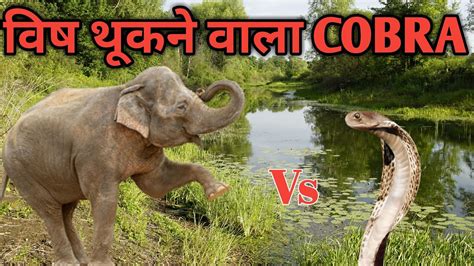 King Cobra Attack Elephant