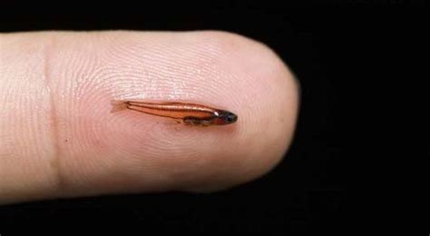 Paedocypris Also Known As The Worlds Smallest Fish It Measures Just