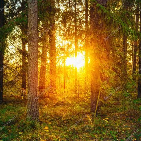 Sun Shining Through Woods Sunset Sunrise In Autumn Forest — Stock