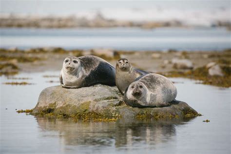 Arctic Seals Of Svalbard Poseidon Expeditions