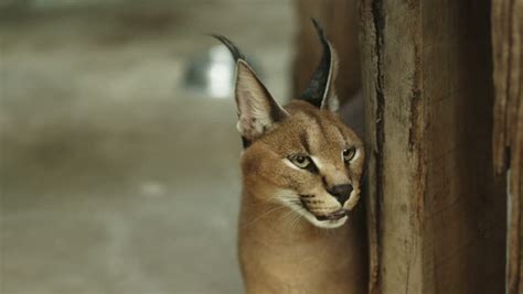 Angry Caracal Hissing To The Stock Footage Video 100 Royalty Free