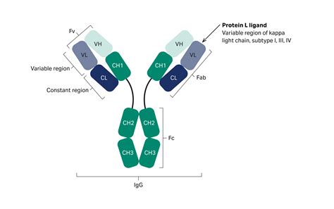 Capture of bispecific antibodies and removal of product-related