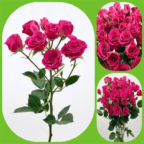 Lovely Lydia Spray Roses Aisha Flowers