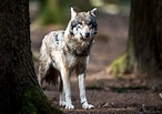 Zahlen, Fakten, Bilder: Die Wölfe sind zurück im Allgäu - Aktuelle ...